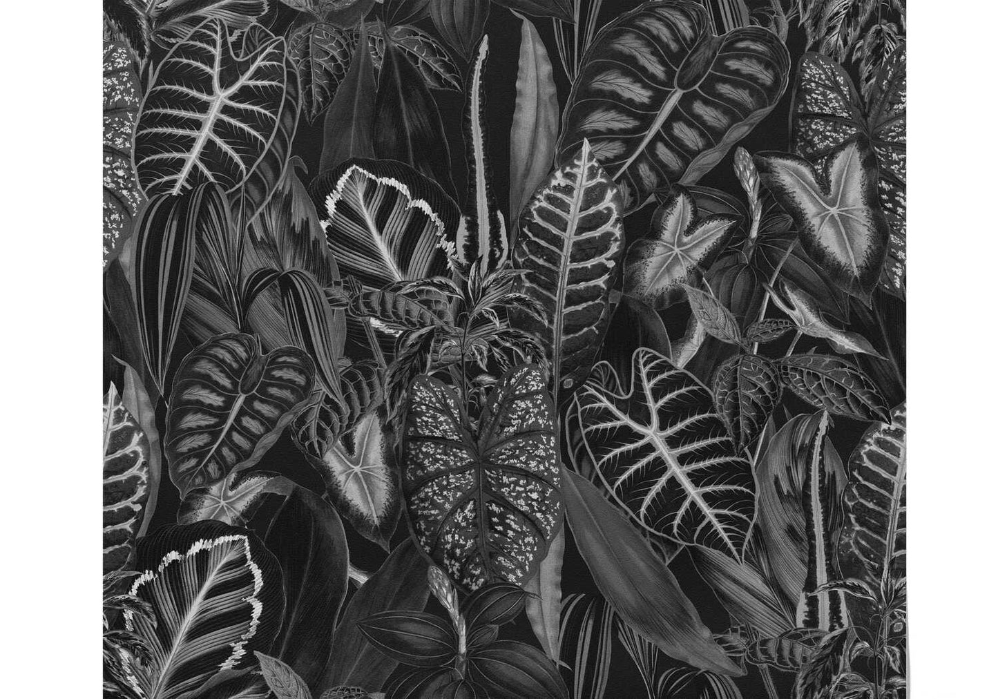 Tropical Papier Peint Jungle Noir Et Blanc